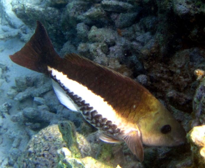 ABC Islands Snorkeling 2012