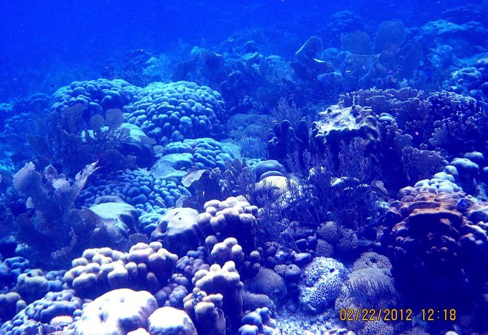 ABC Islands Snorkeling 2012