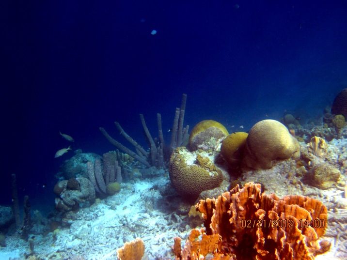 ABC Islands Snorkeling 2012