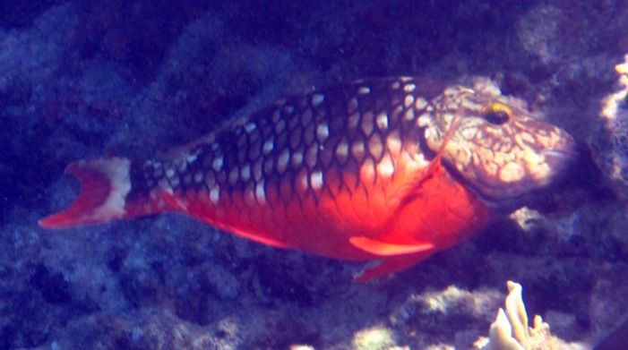 ABC Islands Snorkeling 2012