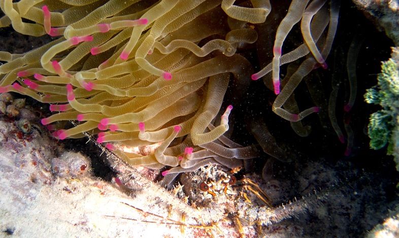 ABC Islands Snorkeling 2012