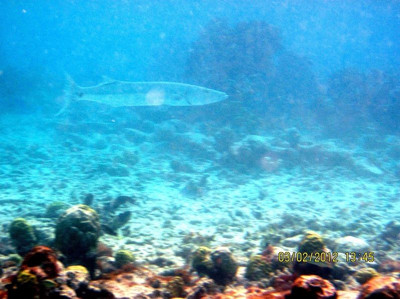 ABC Islands Snorkeling 2012