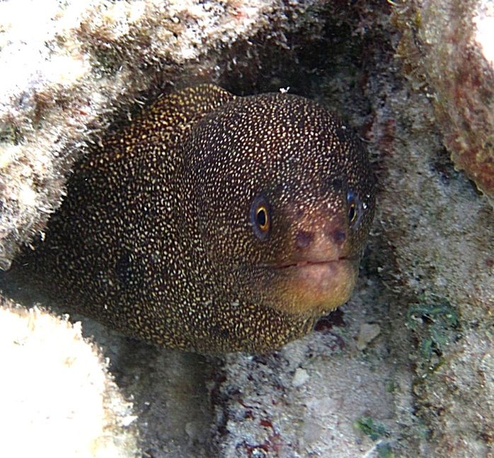 ABC Islands Snorkeling 2012