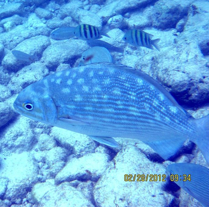 ABC Islands Snorkeling 2012