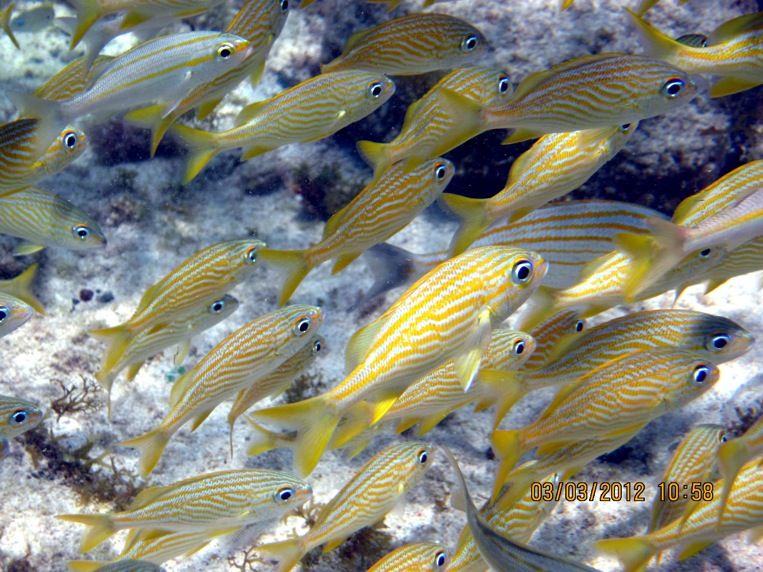 ABC Islands Snorkeling 2012