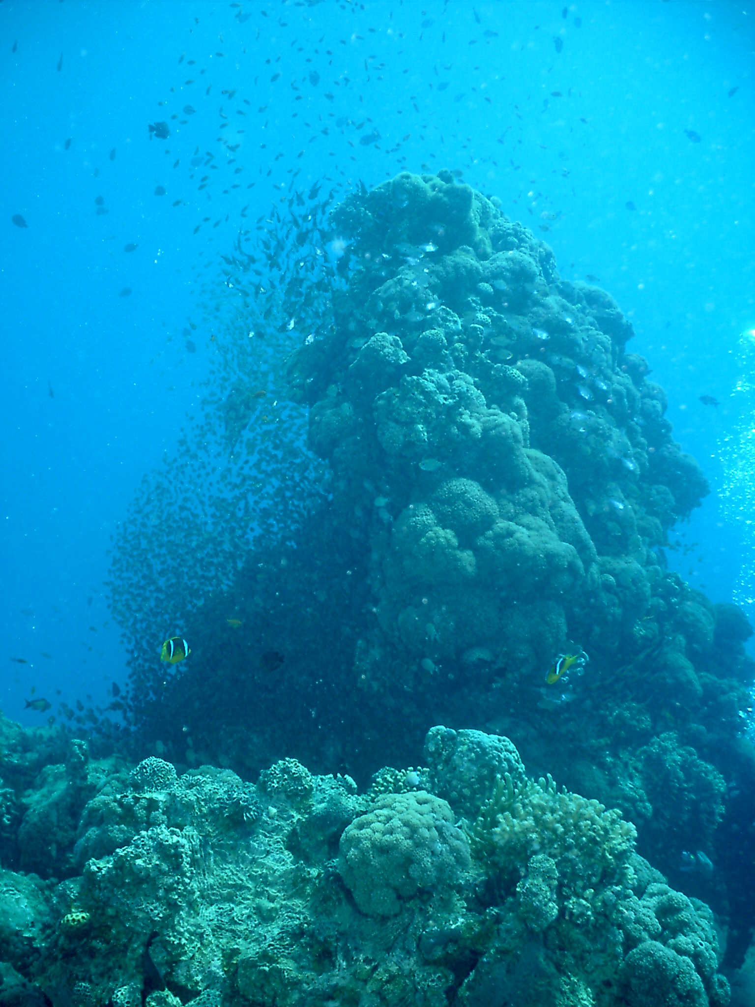 Abu Lou Lou - House reef Coral Hilton Nuweiba