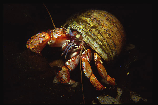 Acadian Hermit Crab