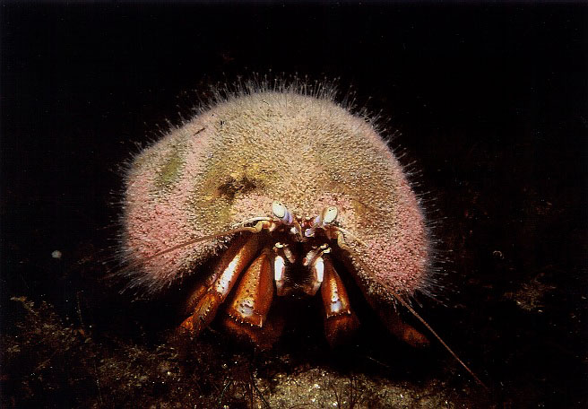 Acadian Hermit w/Snailfur Hydroids