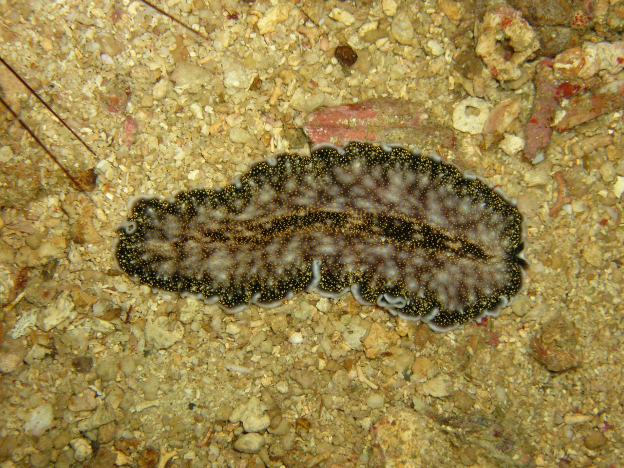 Acanthozoon sp. flatworm