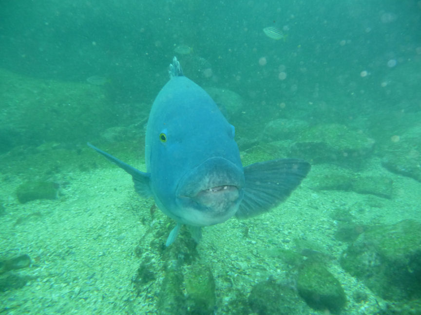 Achoerodus viridis (Eastern Blue Grouper)