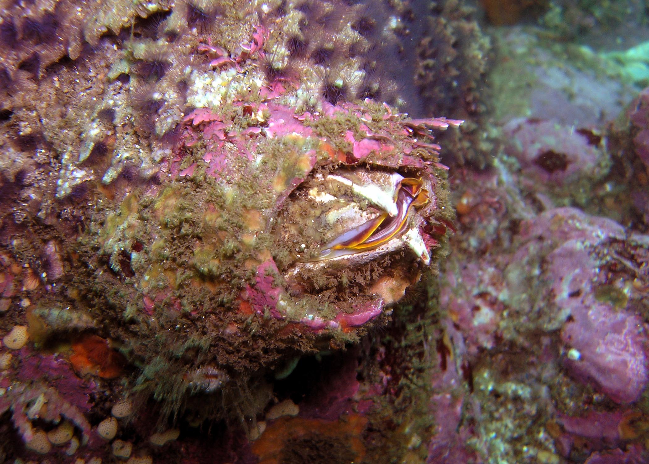 Acorn Barnacle