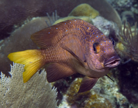 adolescent damselfish