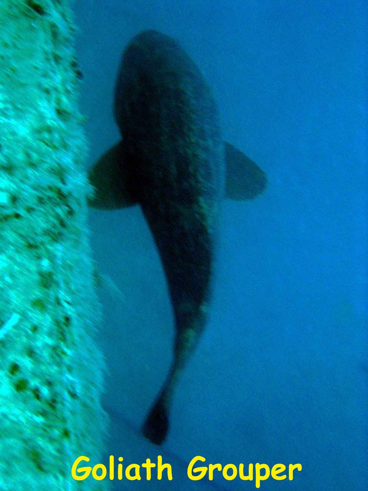 Adolph Busch Wreck, Looe Key, FL