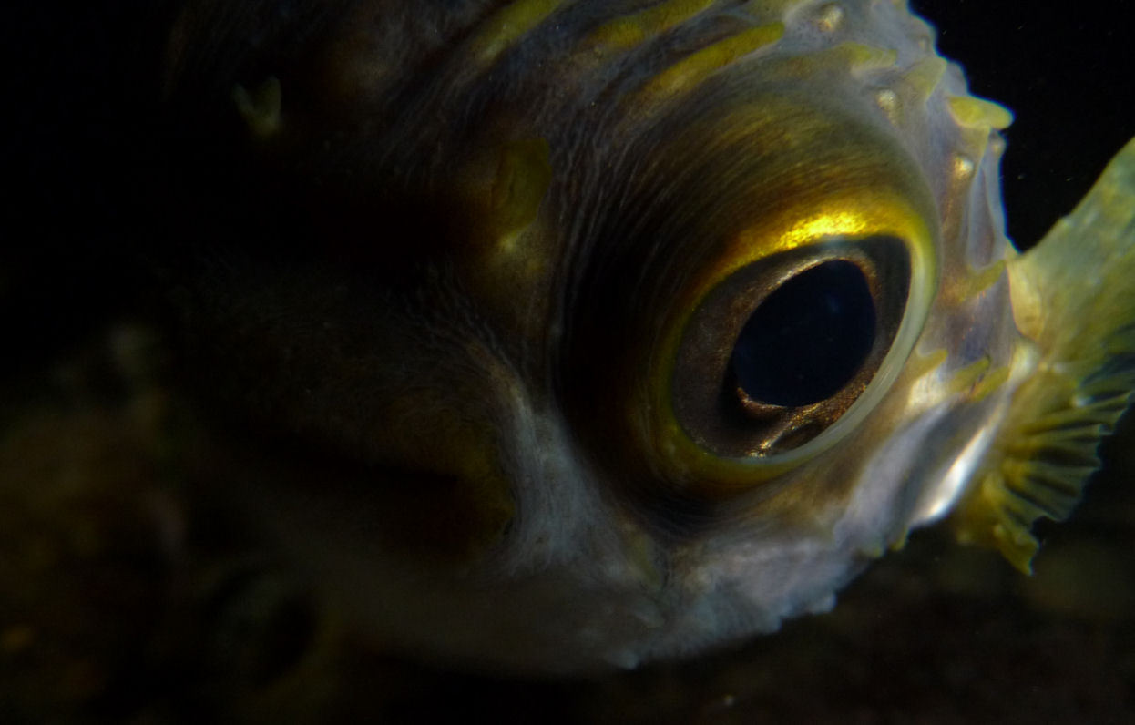 Adorable puffer