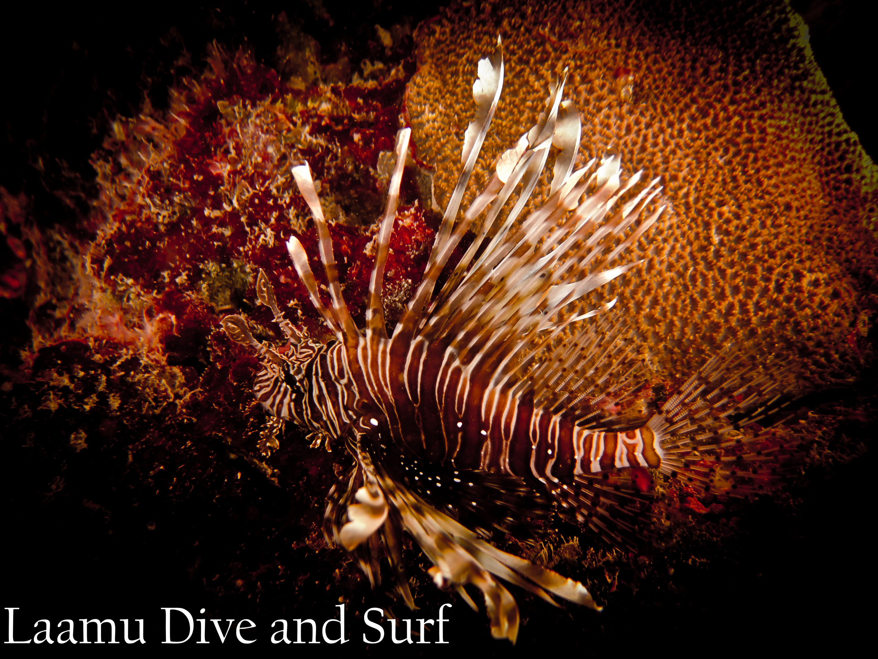 Adult Common Lionfish