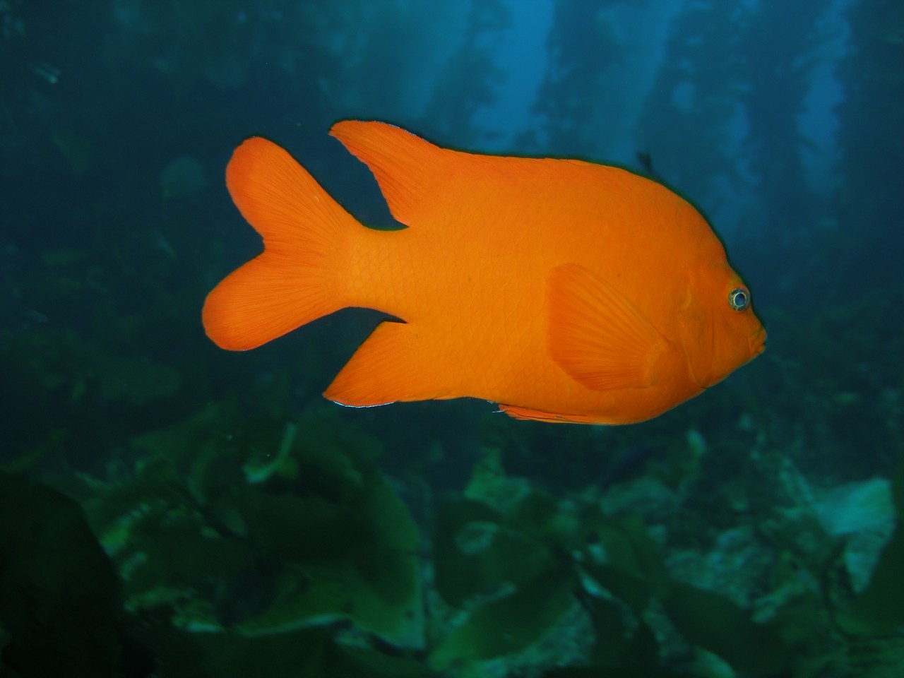 Adult Garibaldi