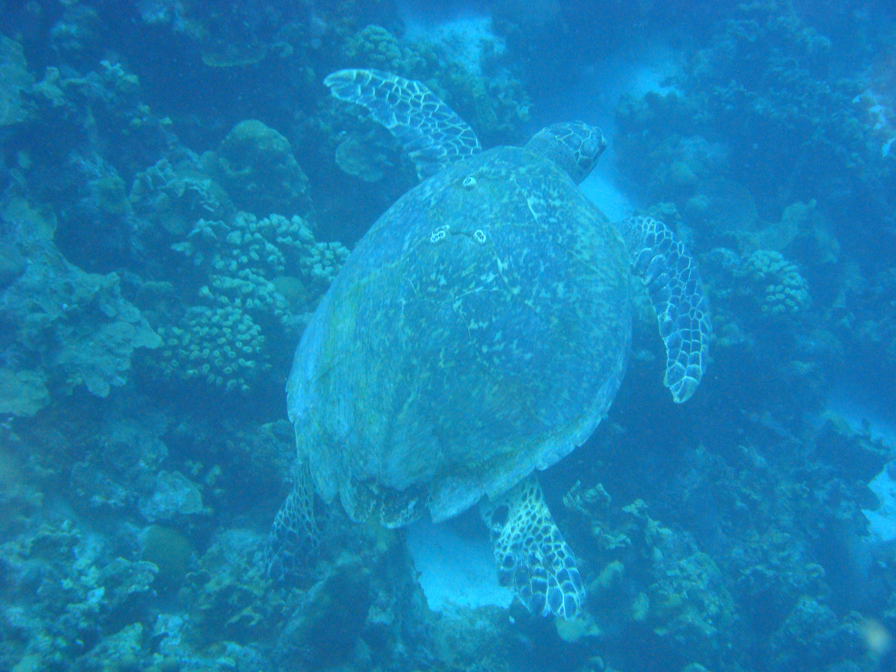 adult green turtle