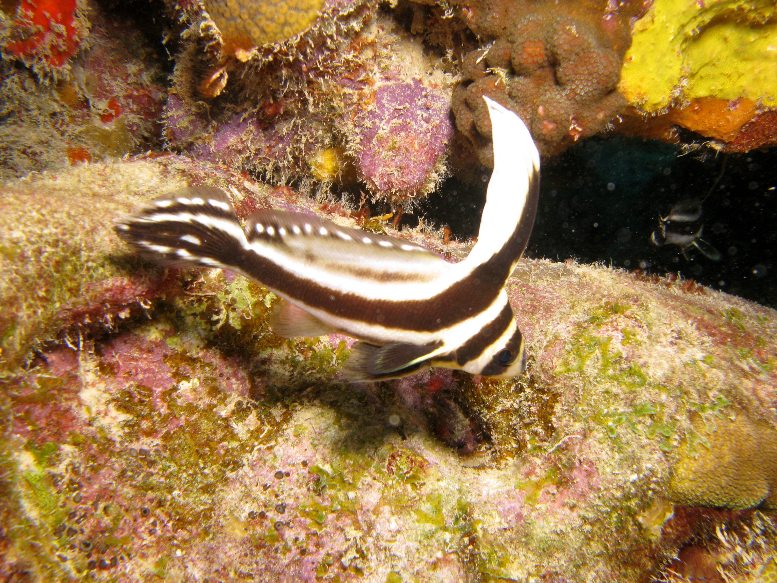 Adult Spotted Drum