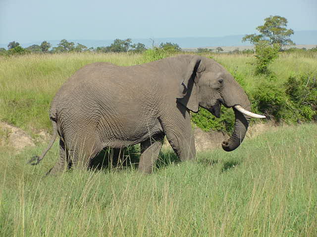 Africa_024