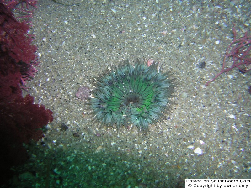 Aggregating Anemone