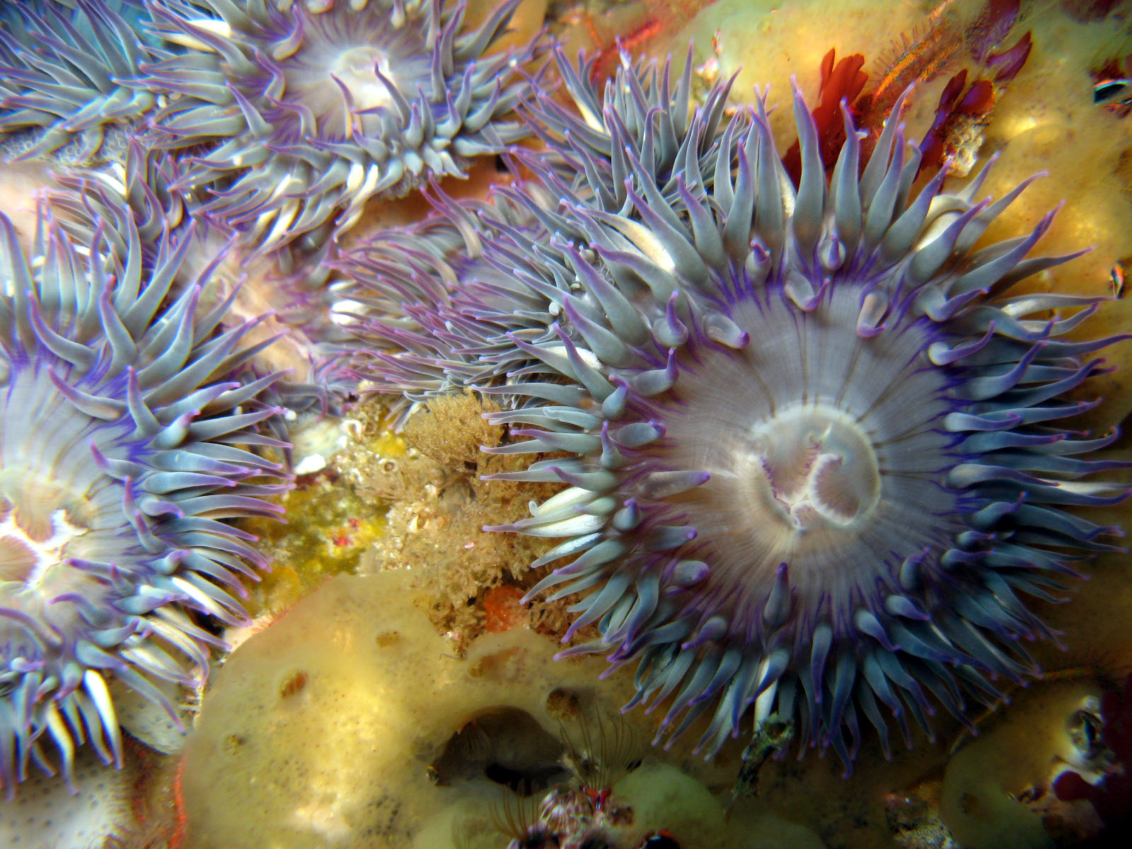 Aggregating Anemone