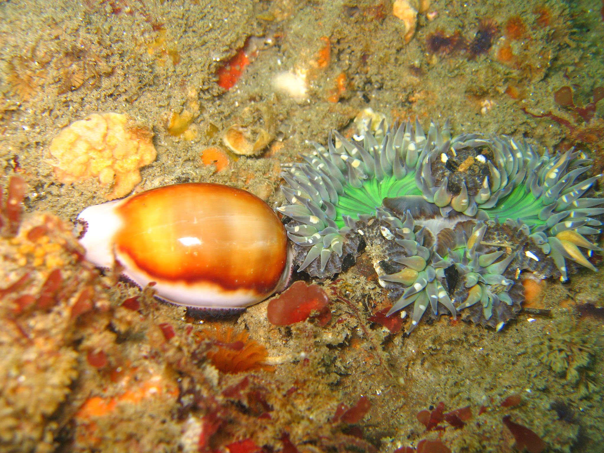 Aggregating Anenome and a Golden Cowrie