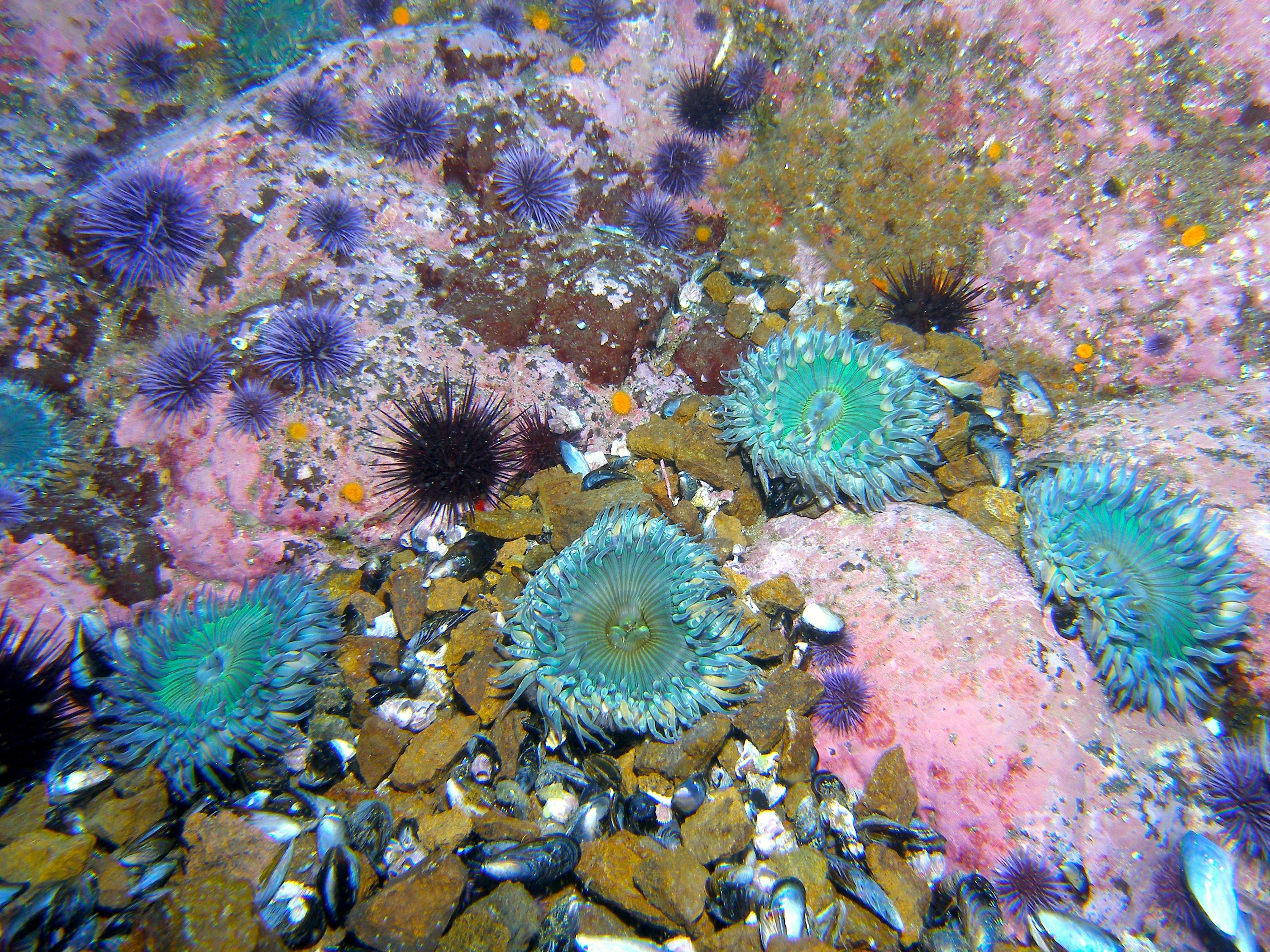 Aggregating_Anemone