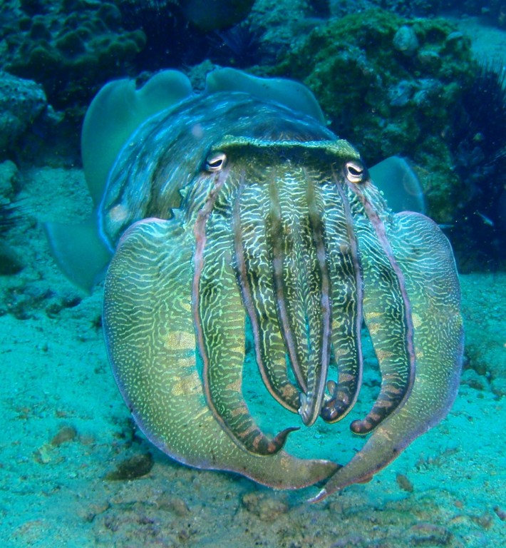 aggressive Cuttlefish