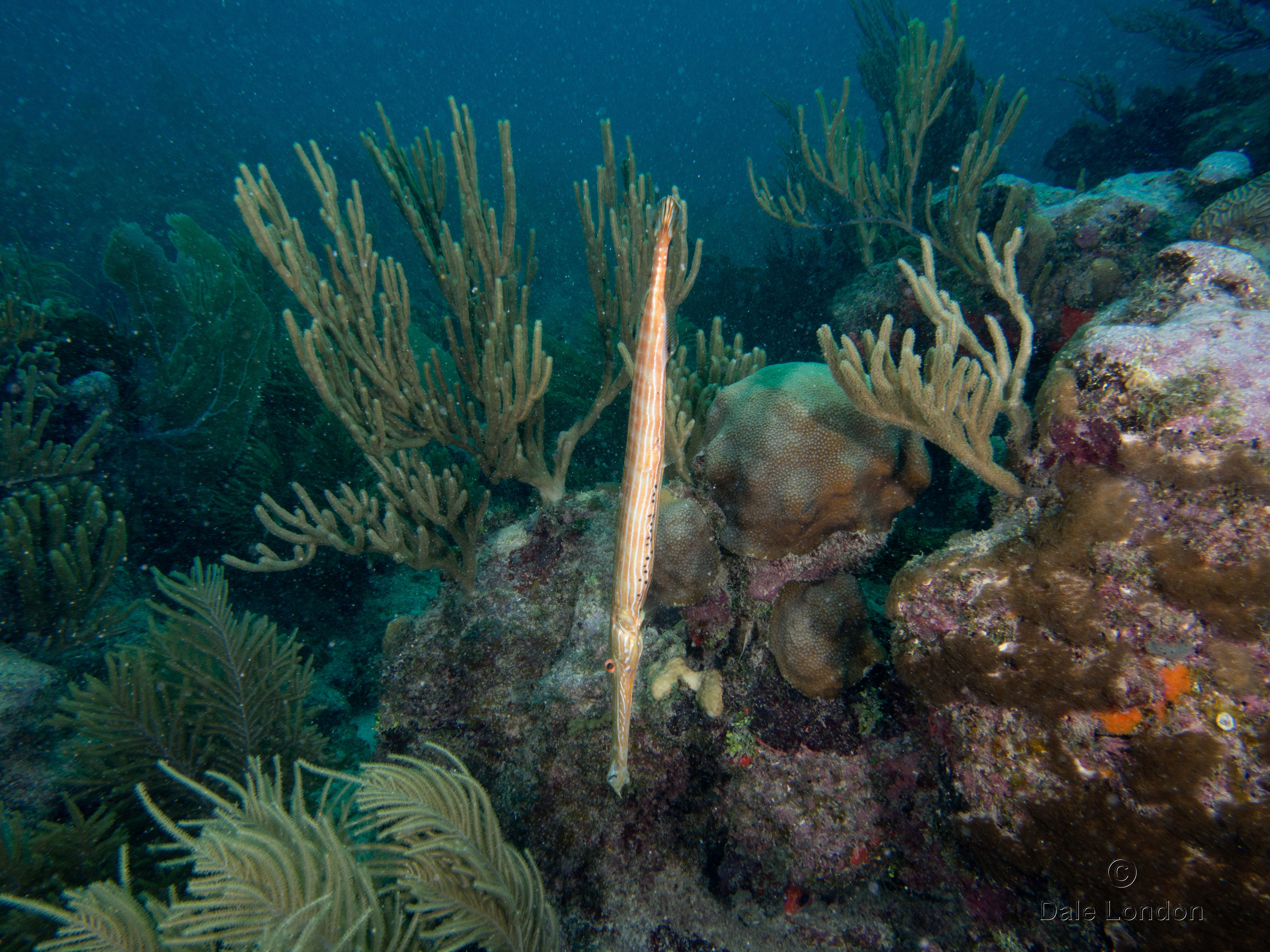 Akumal MX Trumpetfish