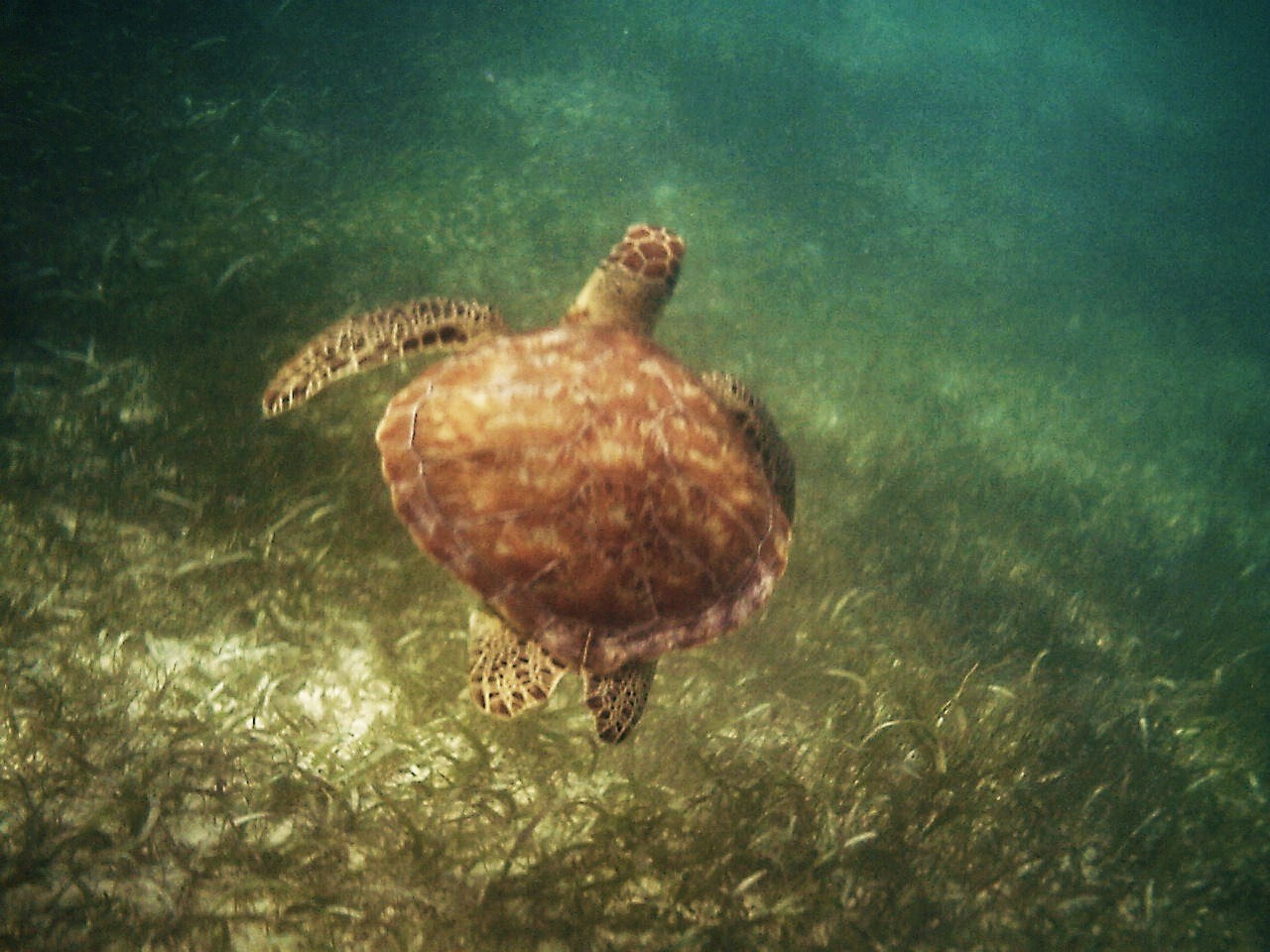 Akumal Vacation June 25, 2010 - July 6, 2010