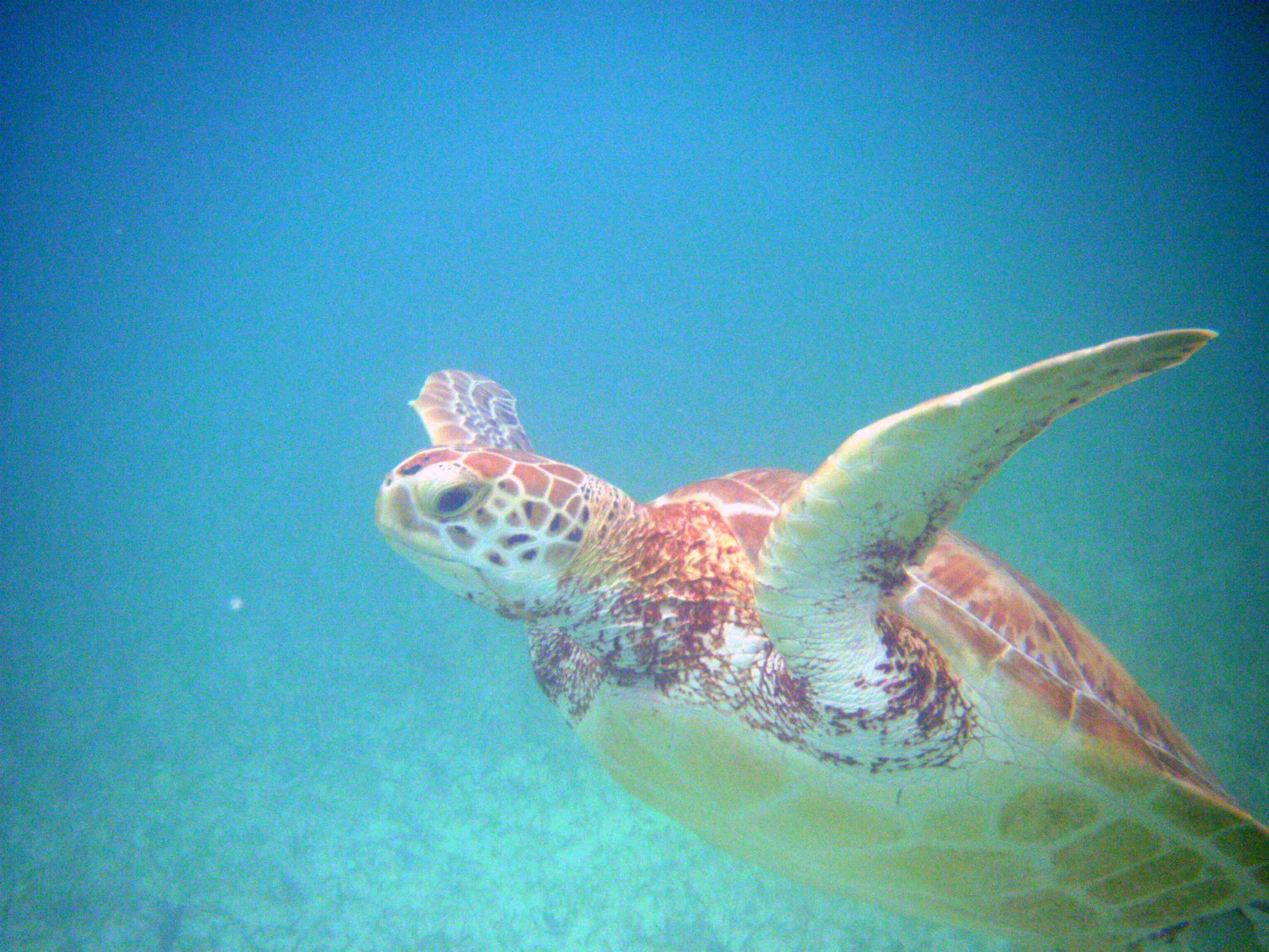 Akumal Vacation June 25, 2010 - July 7, 2010