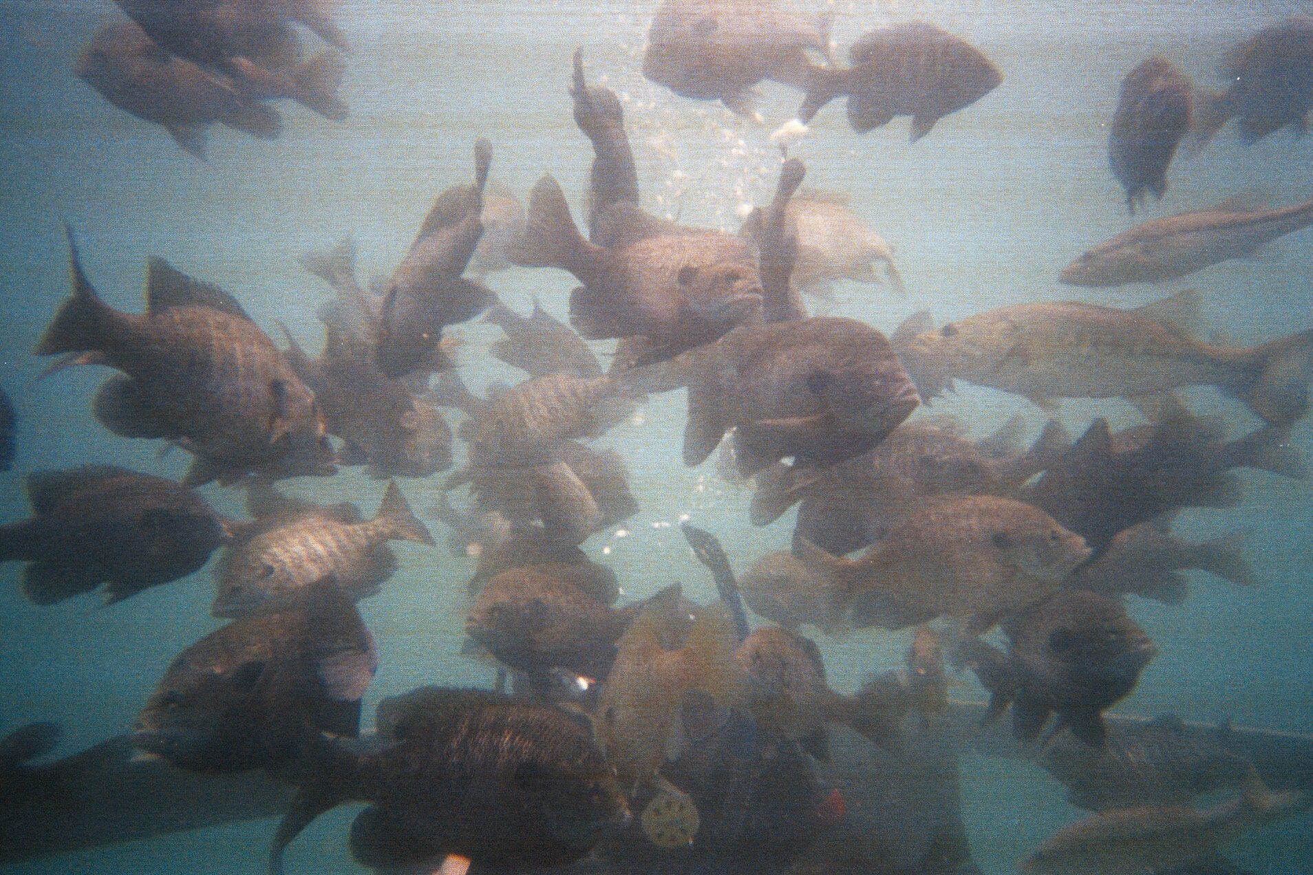 Alabama Blue Water Adventures 2009