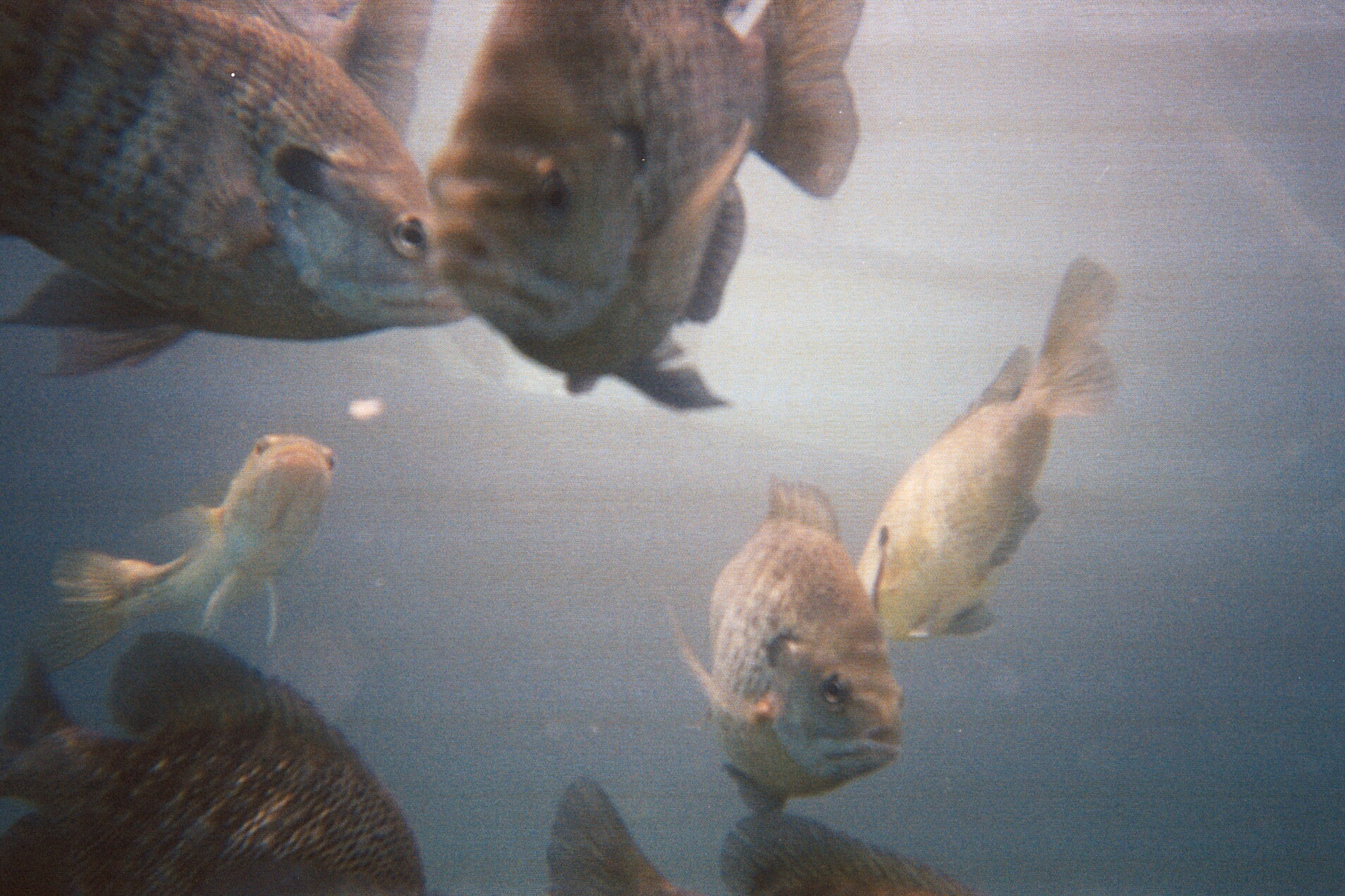 Alabama Blue Water Adventures 2009