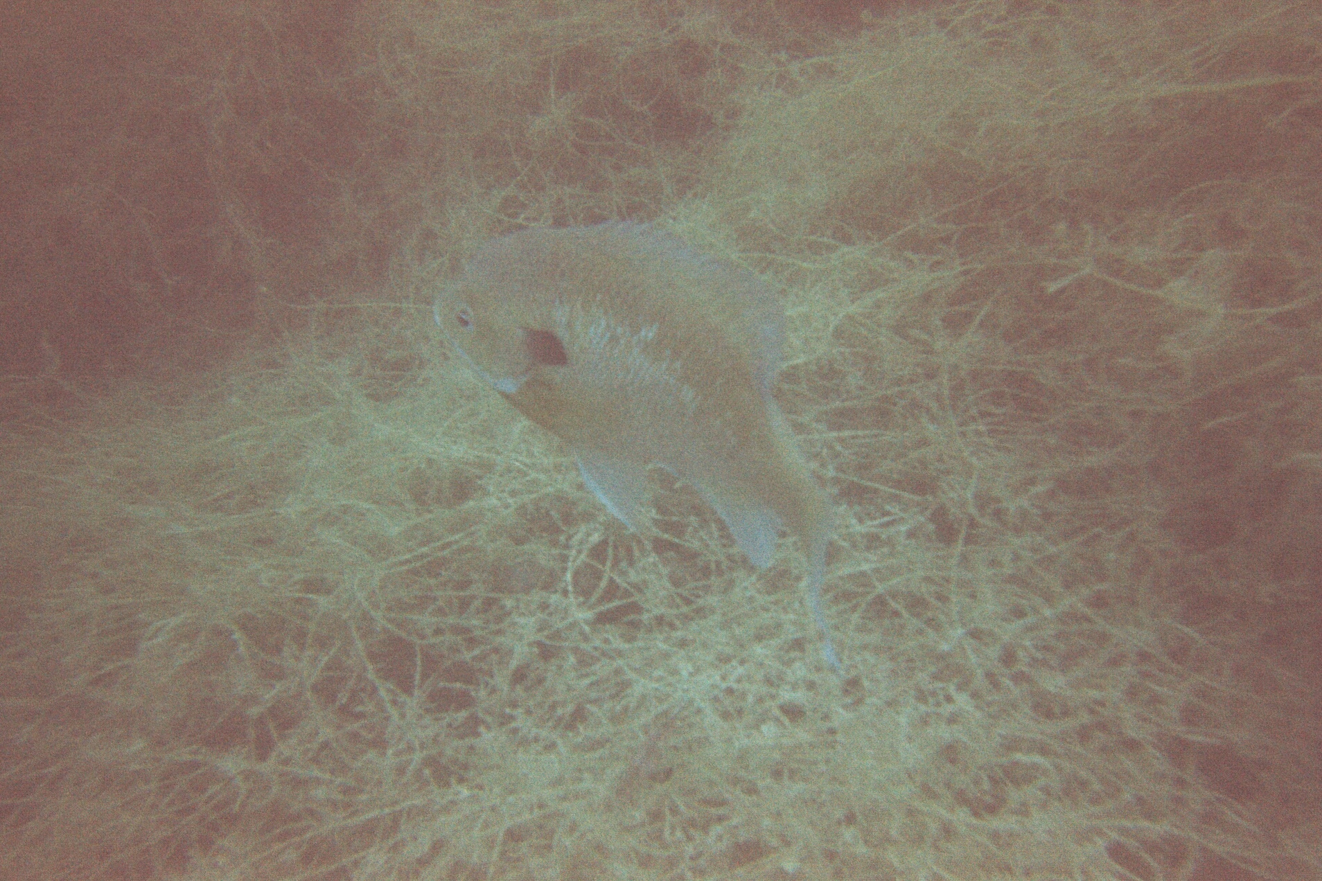 Alabama Blue Water Adventures 2009