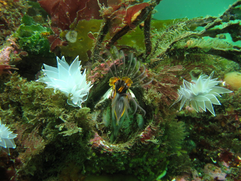 Alabaster Nudibranch & Giant Acorn Barnacle