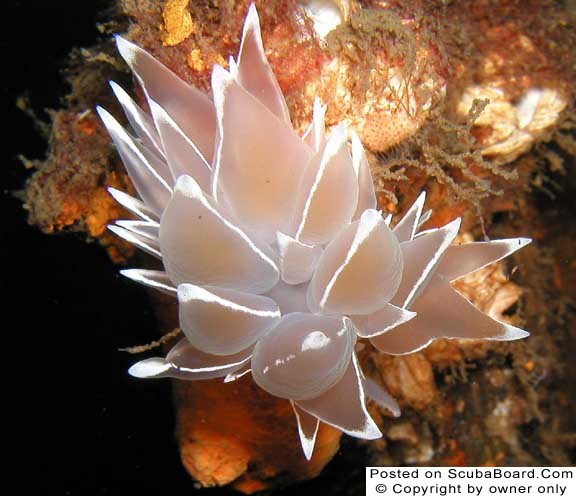 Alabaster Nudibranch