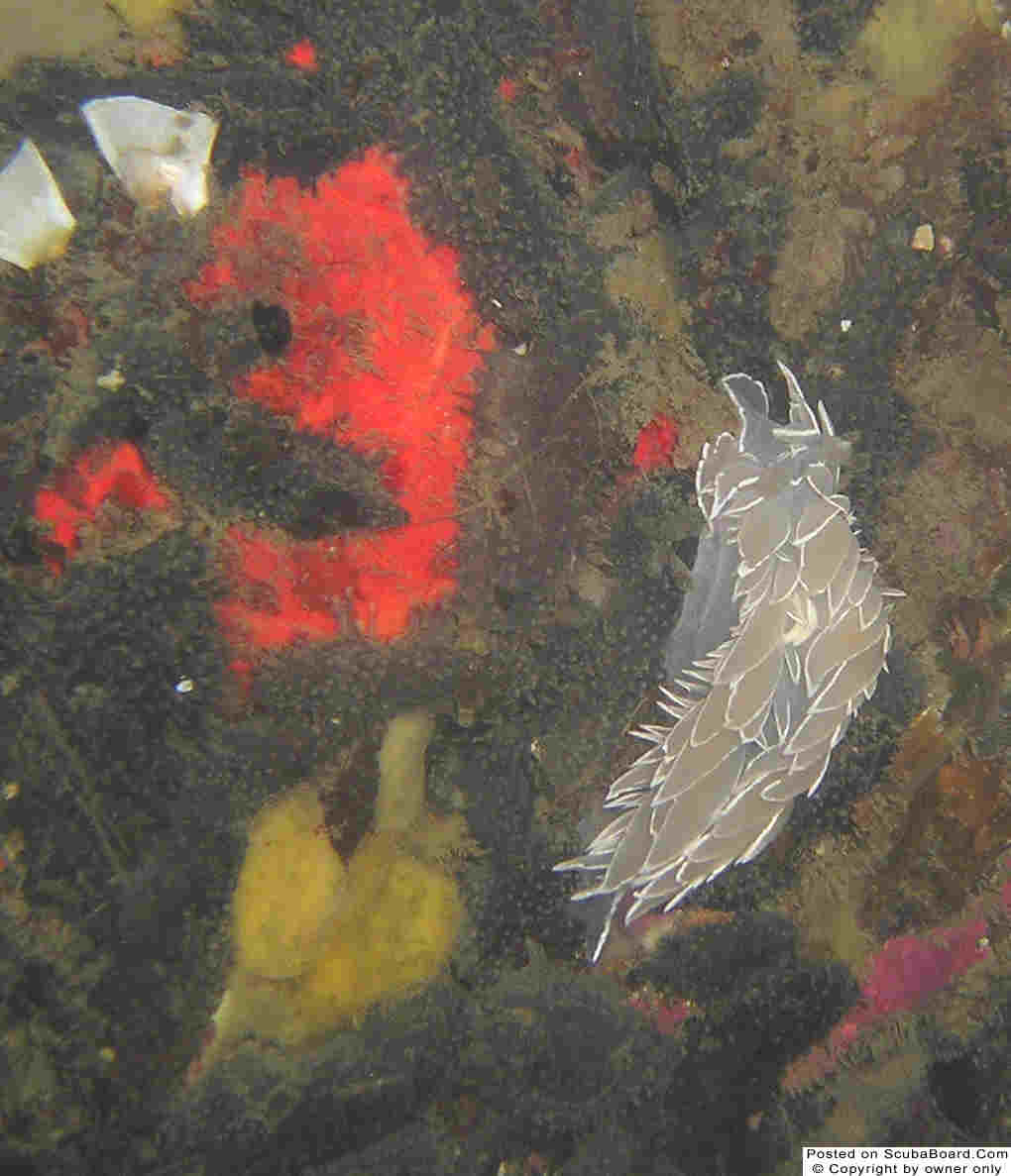 alabasternudibranch1