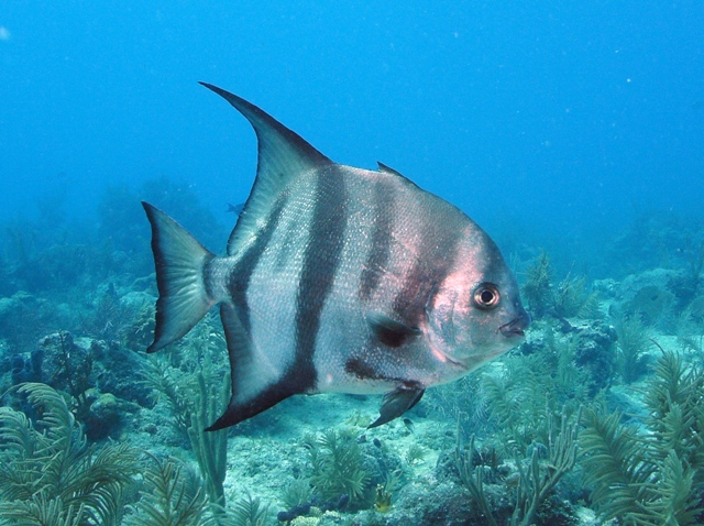 Alantic spadefish