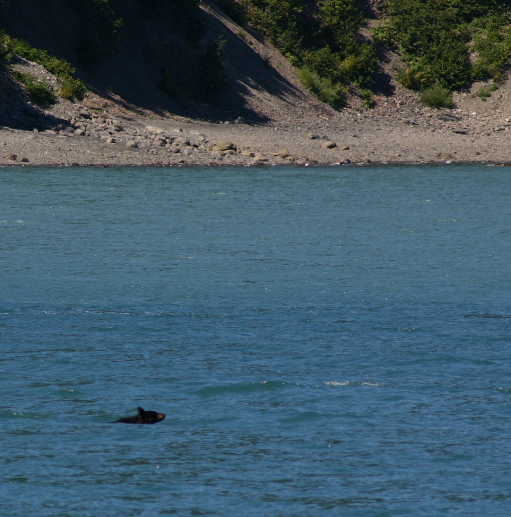 Alaska critters