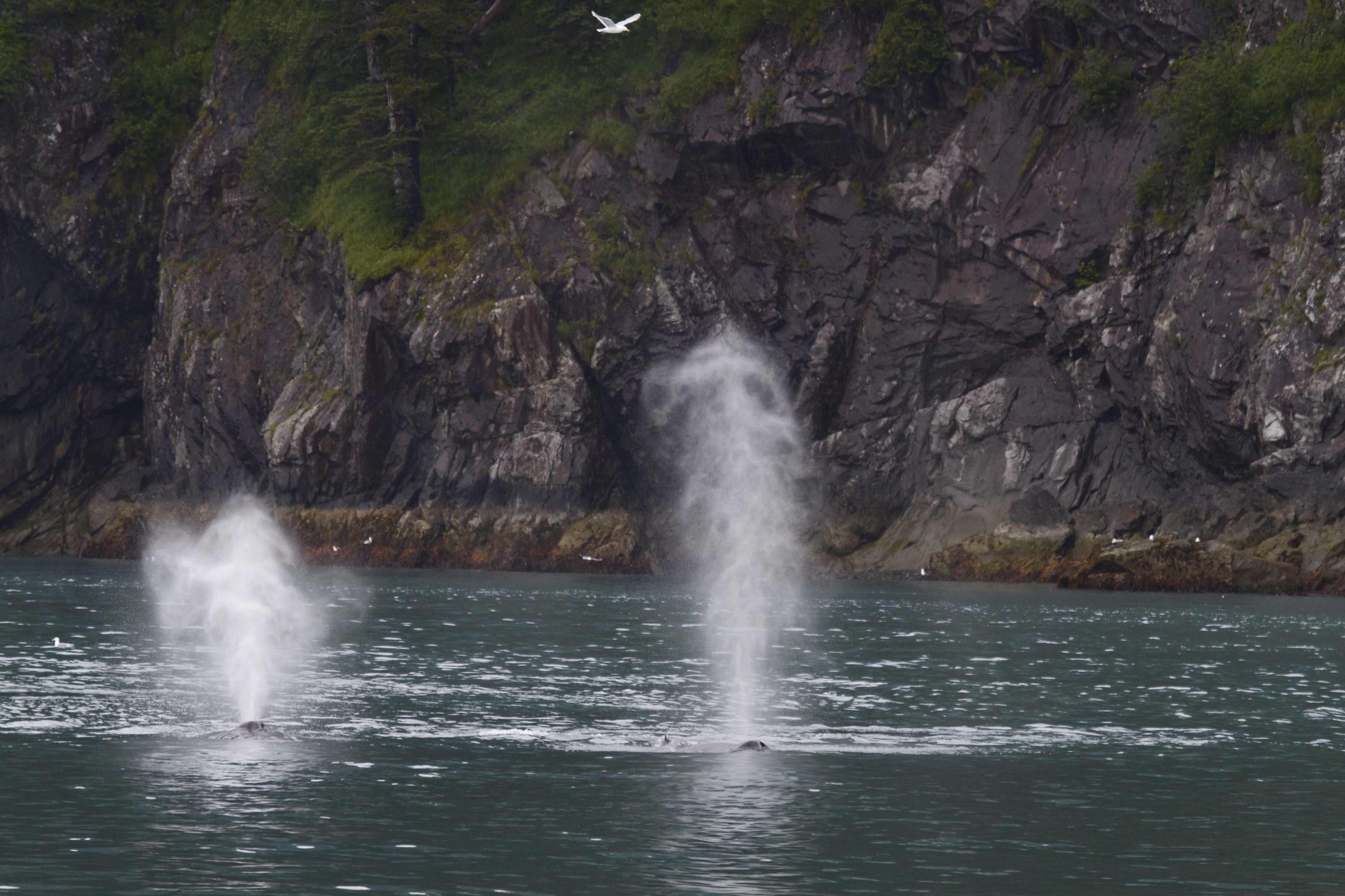 Alaska critters