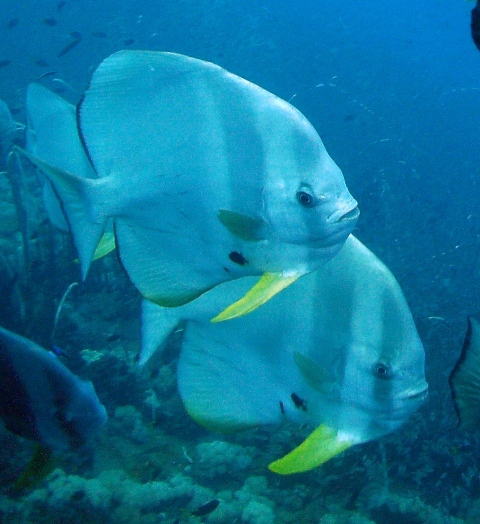 Albino Batfish G.B.R