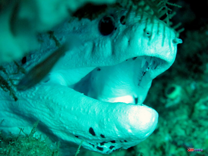 Albino Giant Moray Stonehenge