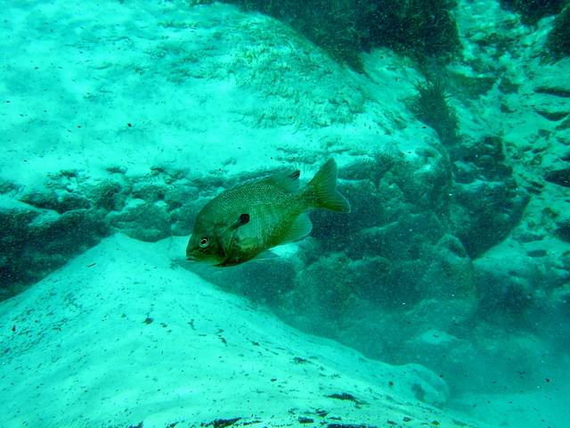 Alexander Springs, FL