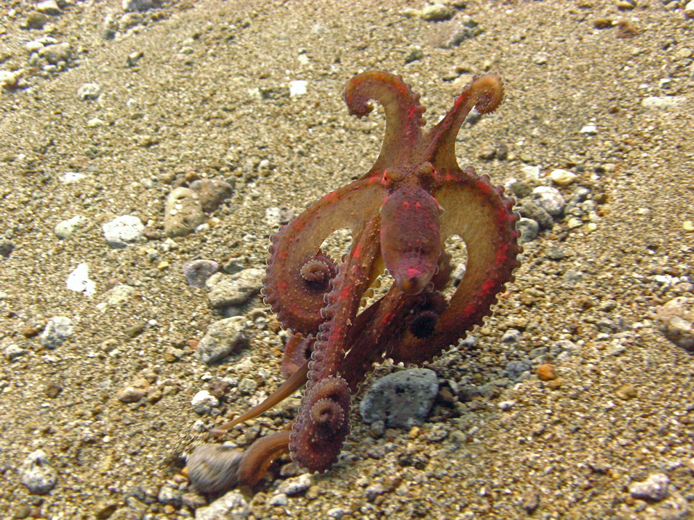 Algae-octopus