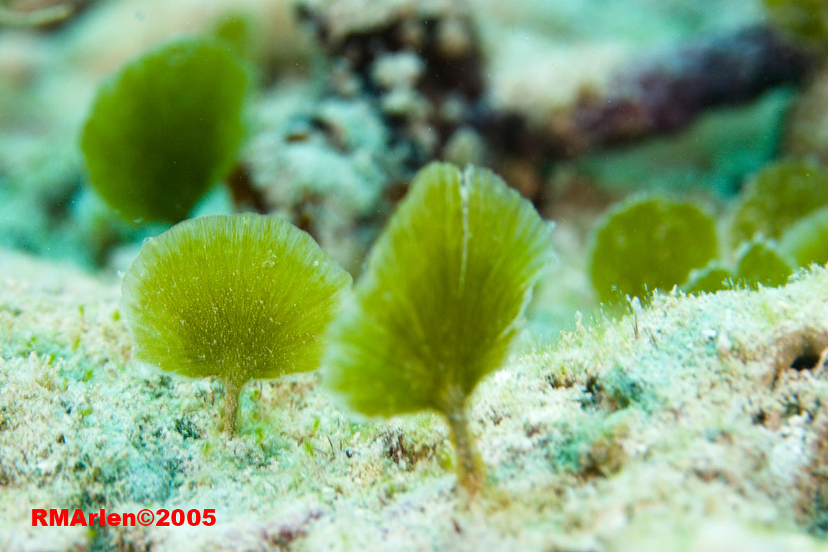 Algae Trees