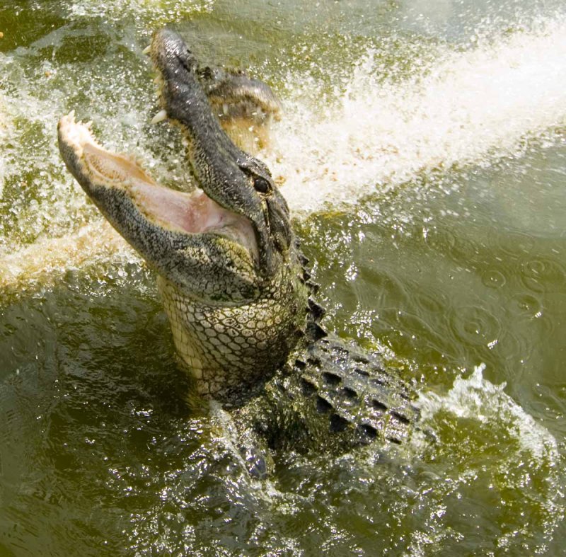 Alligator at Billies Swamp Safari