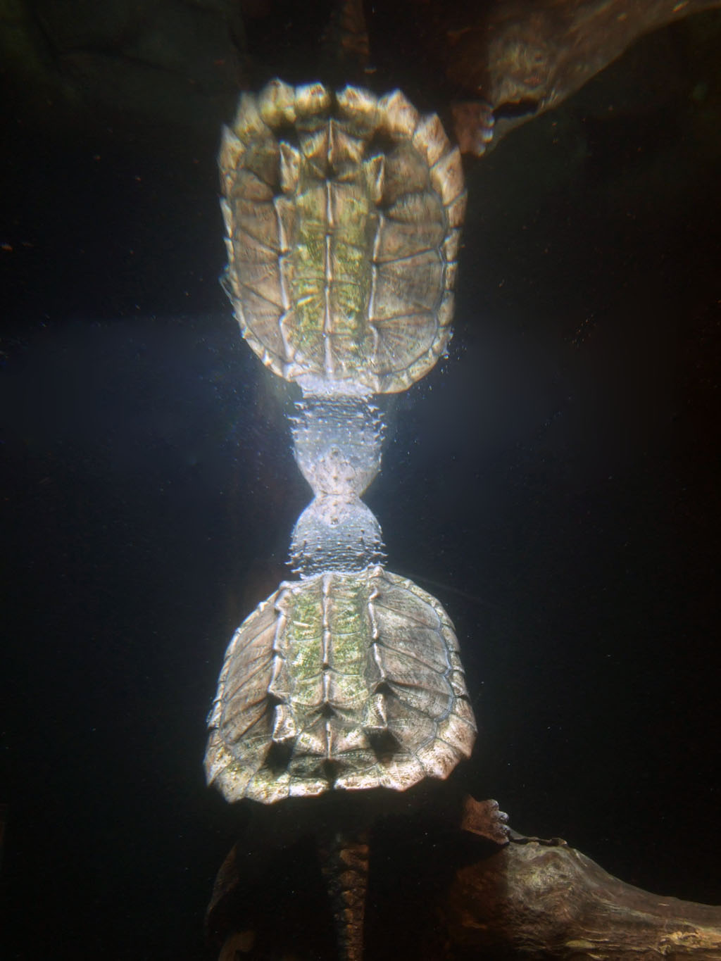 Alligator Snapping Turtle Reflection