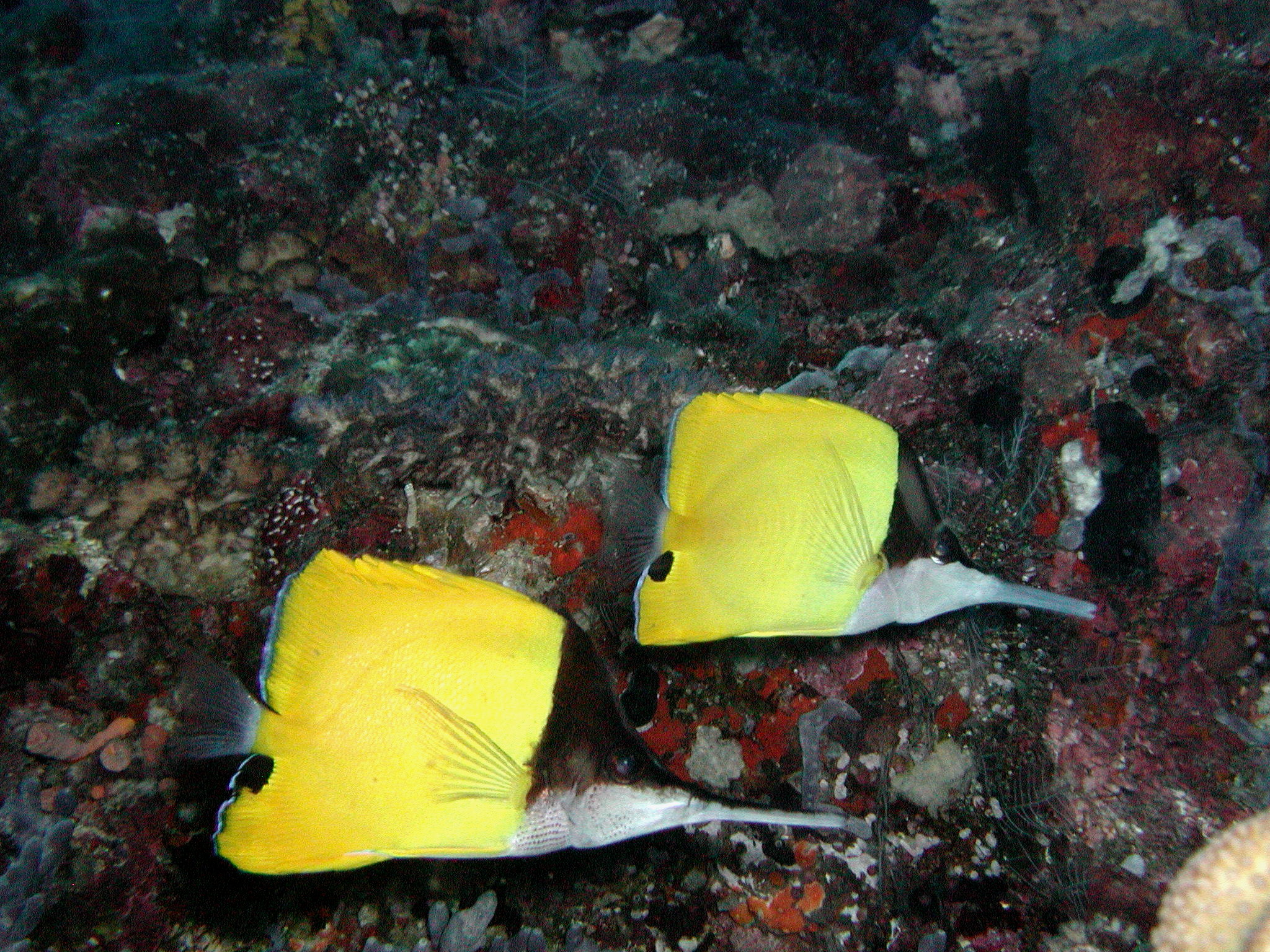 Almost twin Longnose Butterflies