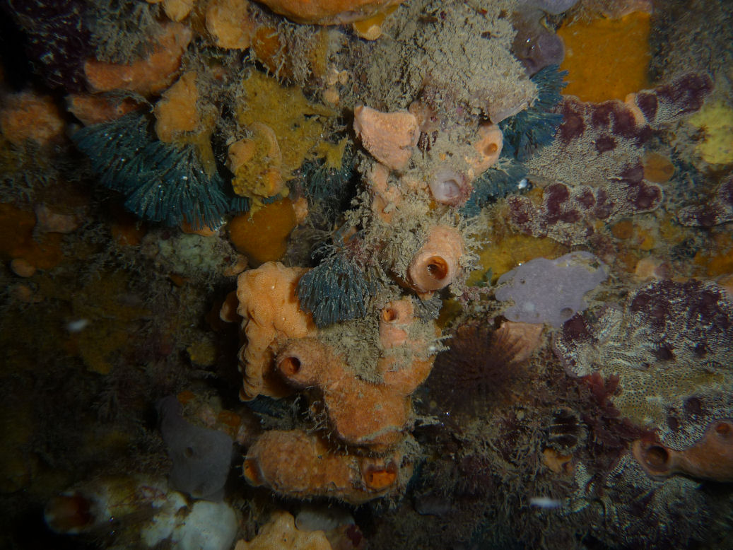 Along the walls of Blairegowrie Pier at night