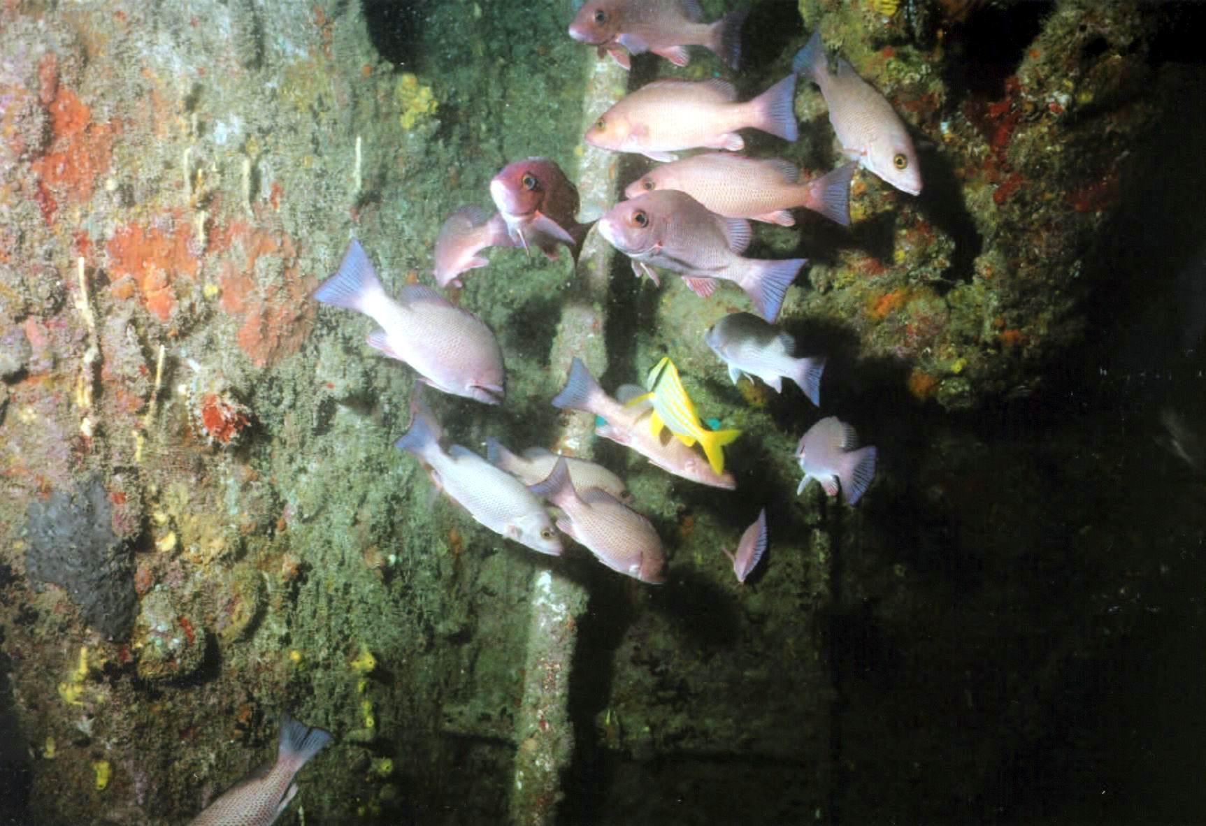 AM01 - School Blackfin Snapper Intermediate Inside Wreck